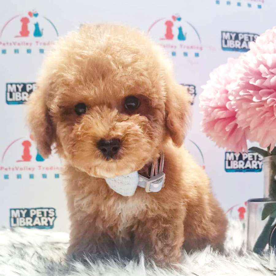 Toy Poodle Puppy (Male) For Sale
