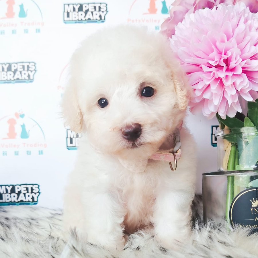 Maltipoo Puppy (Female) For Sale
