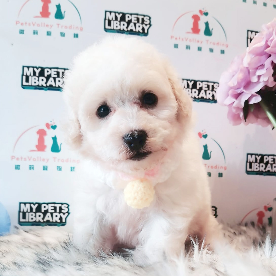 Maltipoo Puppy (Female) For Sale