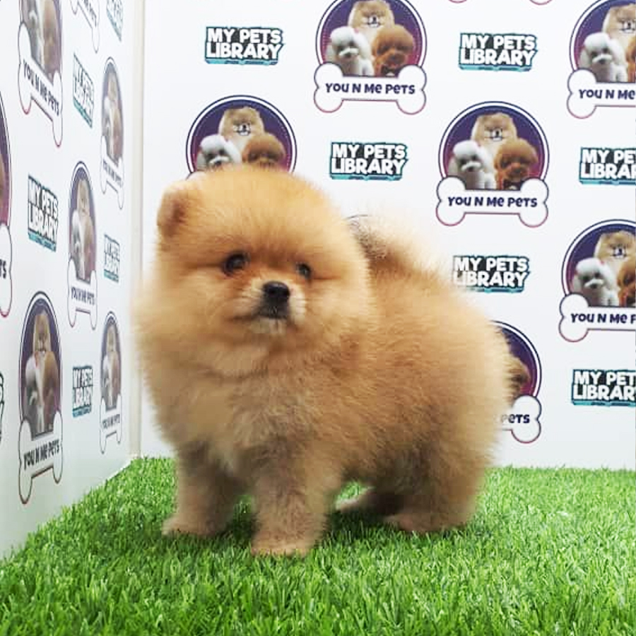 MKA Pomeranian Puppy (Male) For Sale