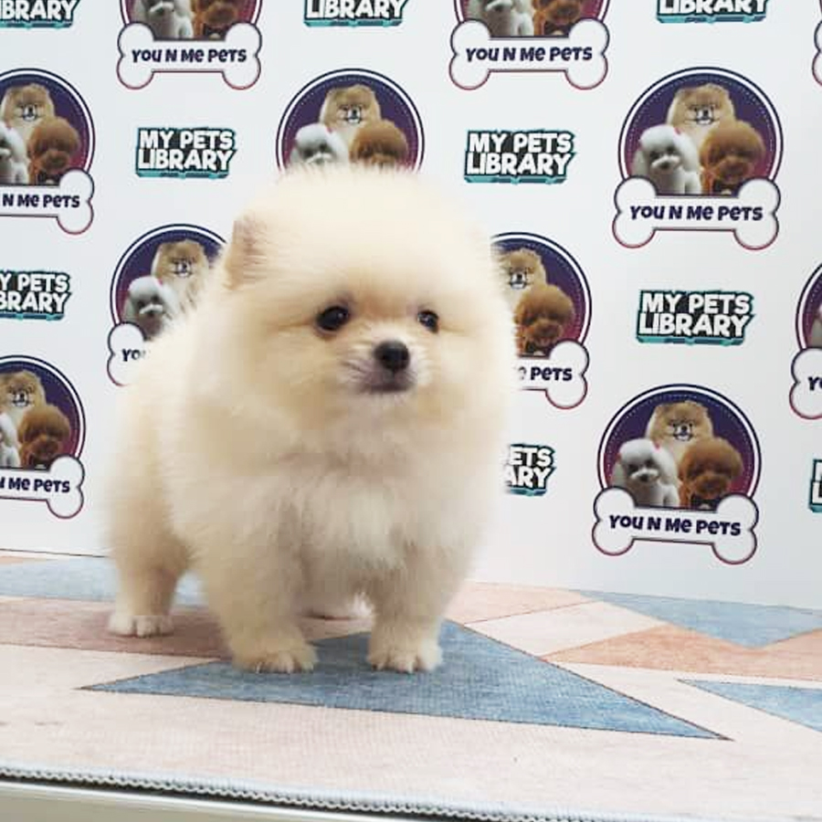 MKA Pomeranian Puppy (Male) For Sale
