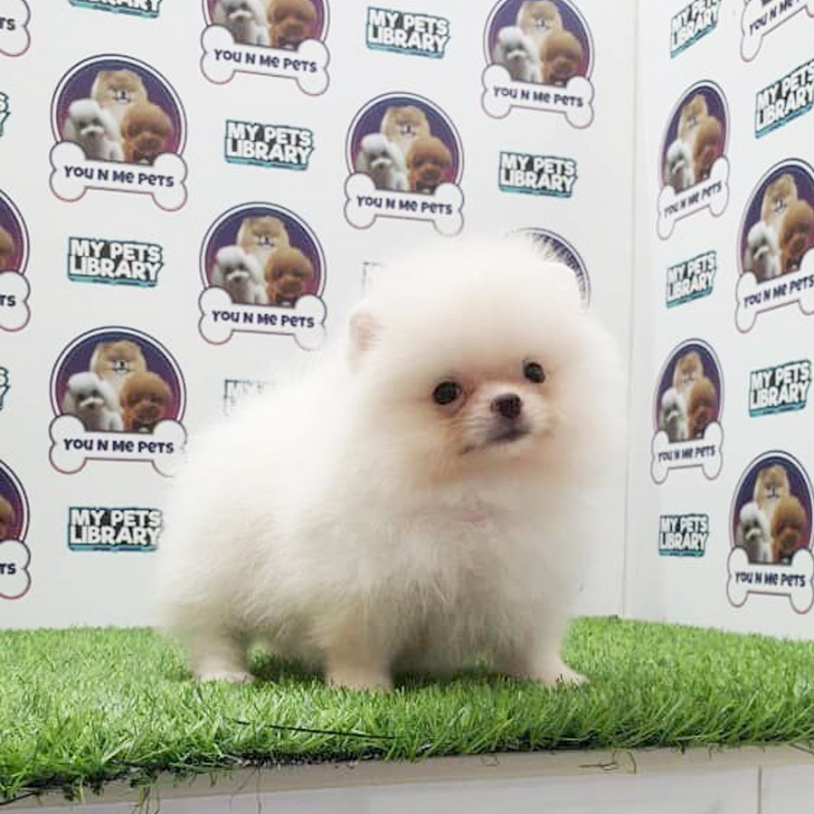 MKA Pomeranian Puppy (Male) For Sale