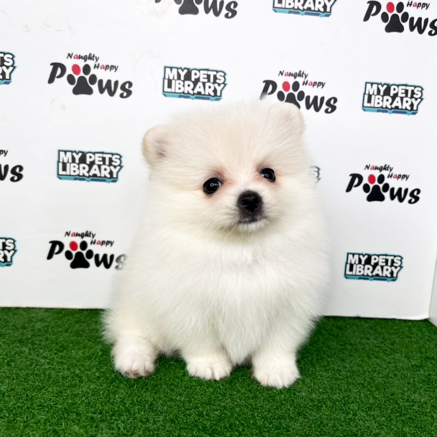 Pomeranian Puppy (Female) For Sale