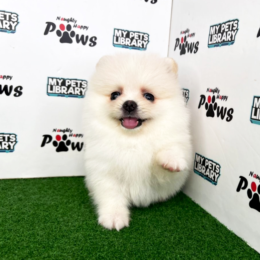 Pomeranian Puppy (Female) For Sale