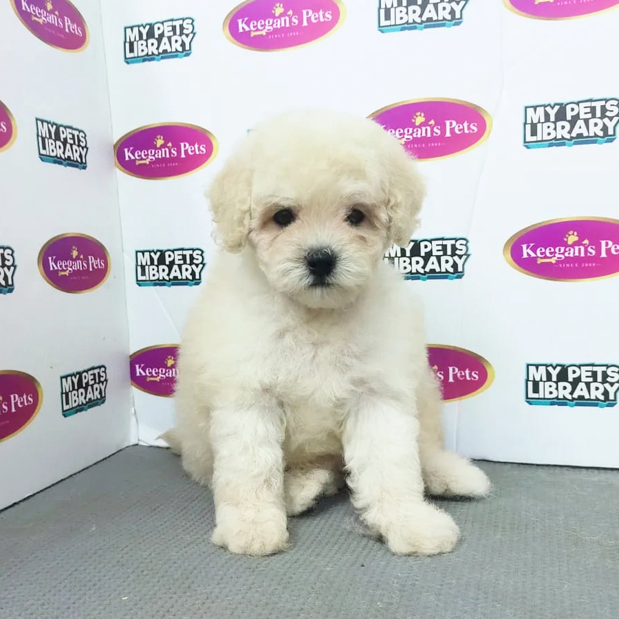 MKA Toy Poodle Puppy (Female) For Sale