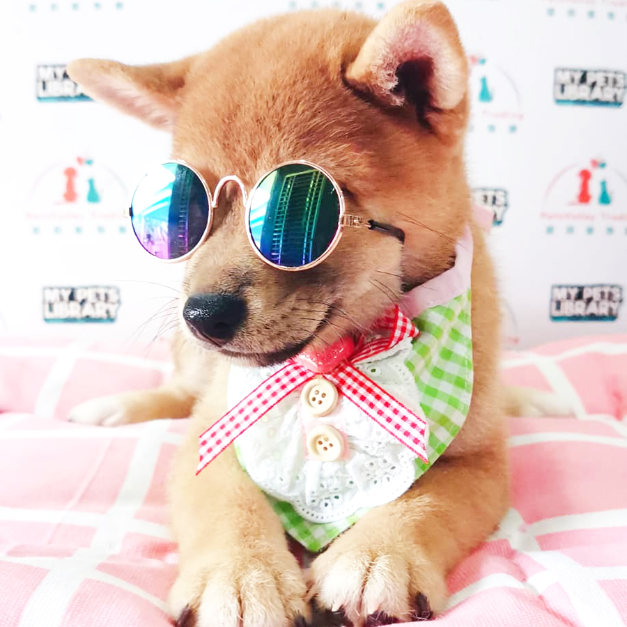 Shiba Inu Puppy (Female) For Sale
