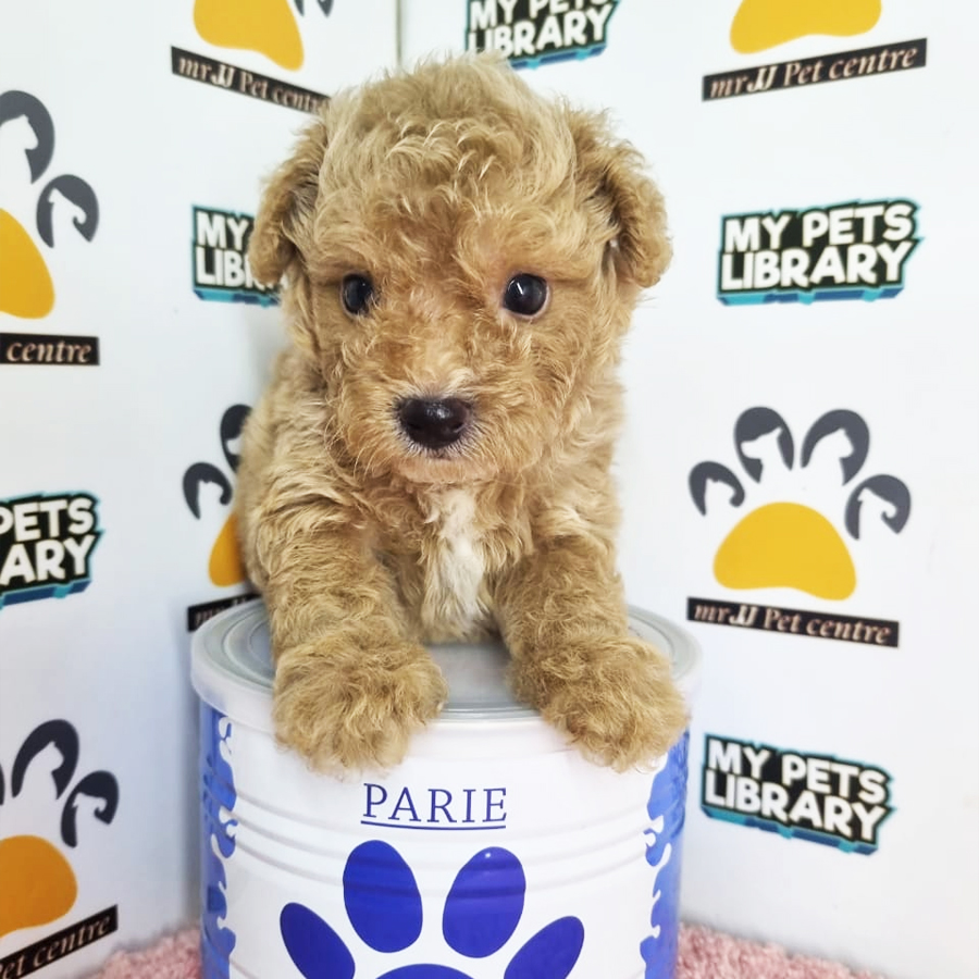 Toy Poodle Puppy (Female) For Sale