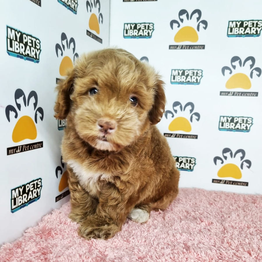 Toy Poodle Puppy (Female) For Sale