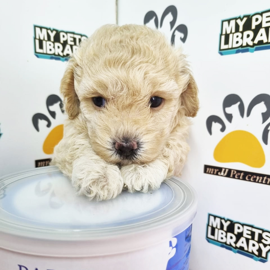 Toy Poodle Puppy (Female) For Sale