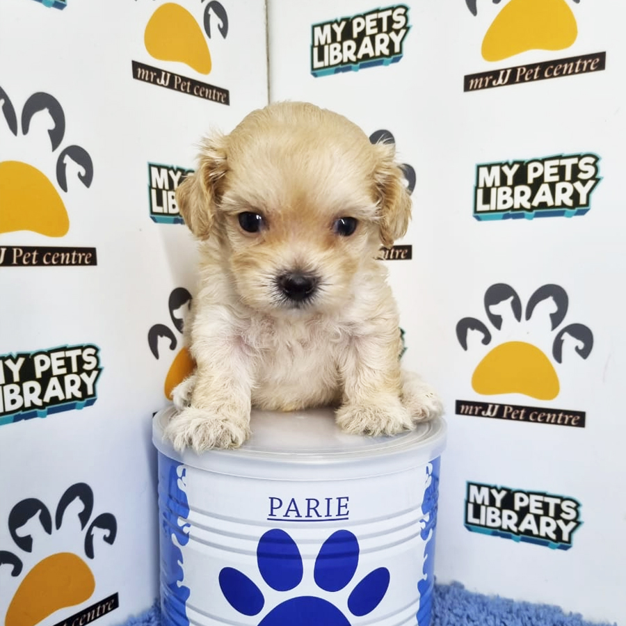 Toy Poodle Puppy (Male) For Sale