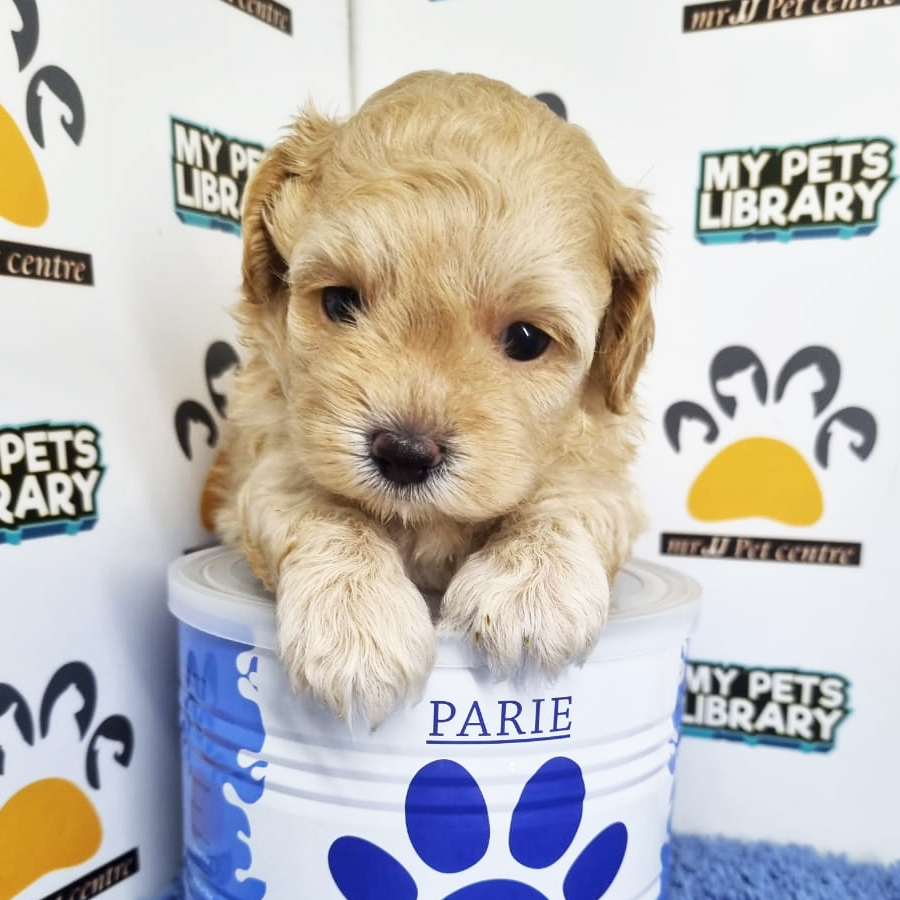 Toy Poodle Puppy (Male) For Sale