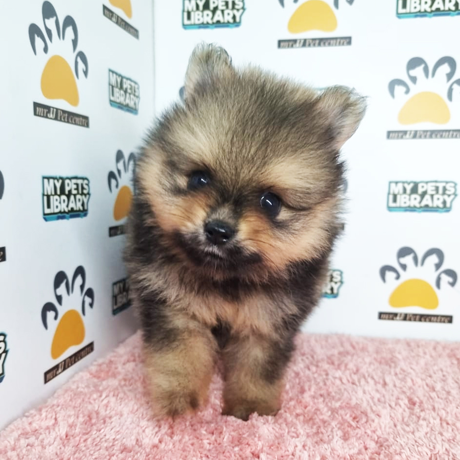 Pomeranian Puppy (Female) For Sale