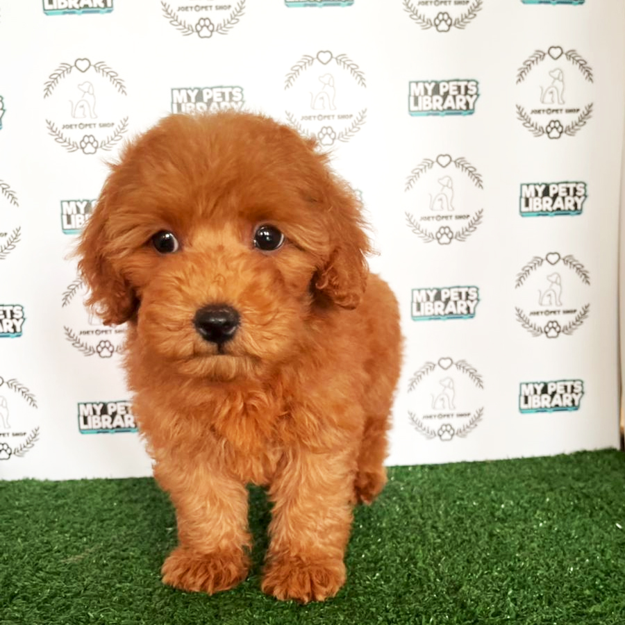 Toy Poodle Puppy (Female) For Sale