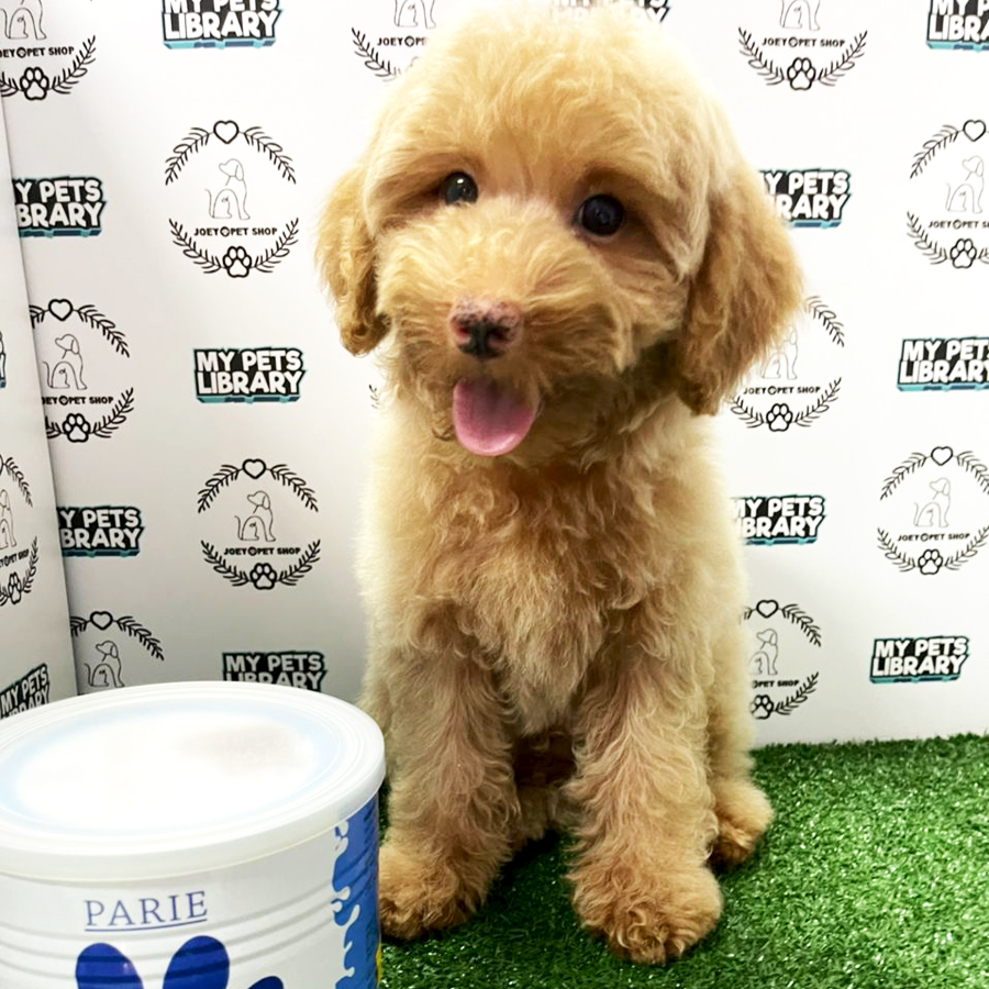 Toy Poodle Puppy (Male) For Sale