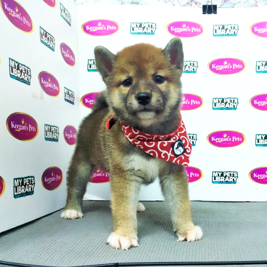MKA Shiba Inu Puppy (Female) For Sale