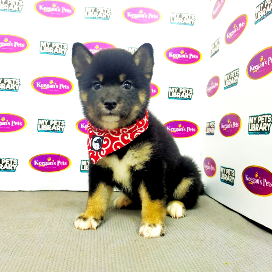 MKA Shiba Inu Puppy (Female) For Sale