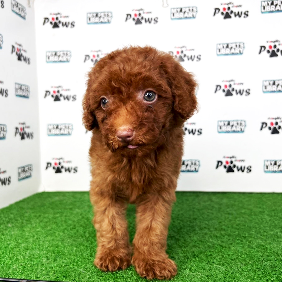 Toy Poodle Puppy (Female) For Sale