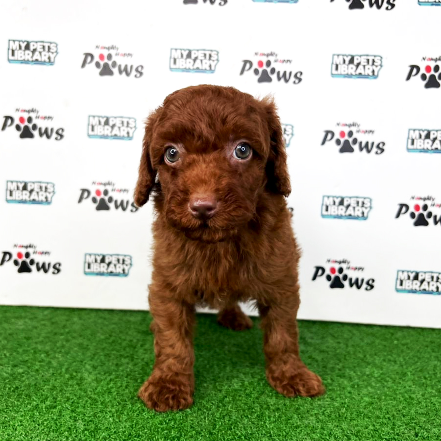 Toy Poodle Puppy (Male) For Sale