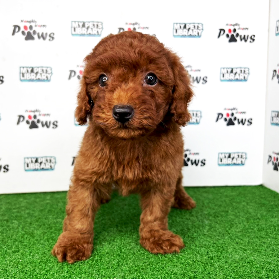 Toy Poodle Puppy (Male) For Sale