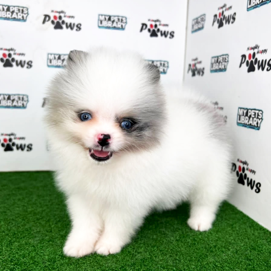 Pomeranian Puppy (Female) For Sale