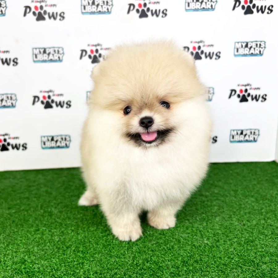 Pomeranian Puppy (Female) For Sale