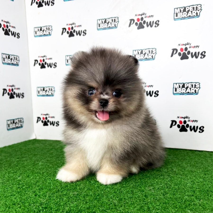 Pomeranian Puppy (Male) For Sale