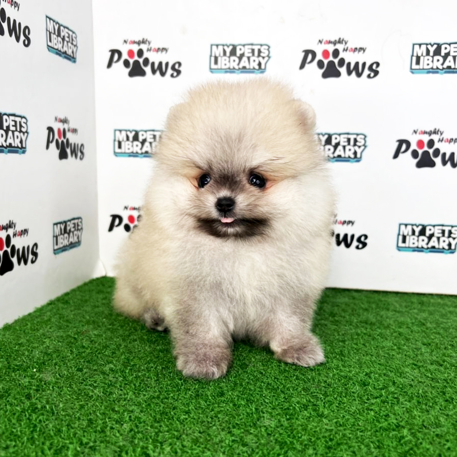 Pomeranian Puppy (Male) For Sale