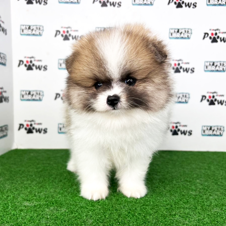 Pomeranian Puppy (Male) For Sale