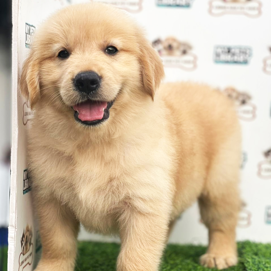 Golden Retriever Puppy (Male) For Sale