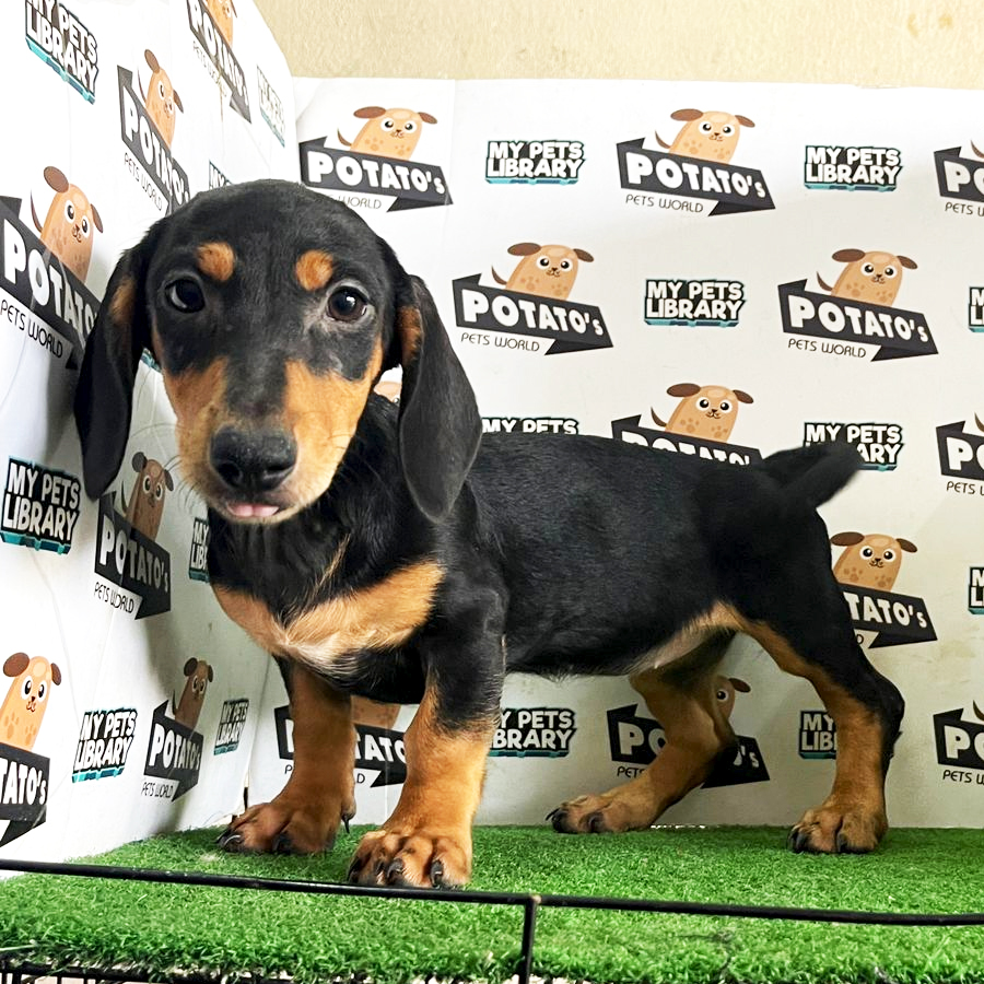 Miniature Dachshund Puppy (Female) For Sale