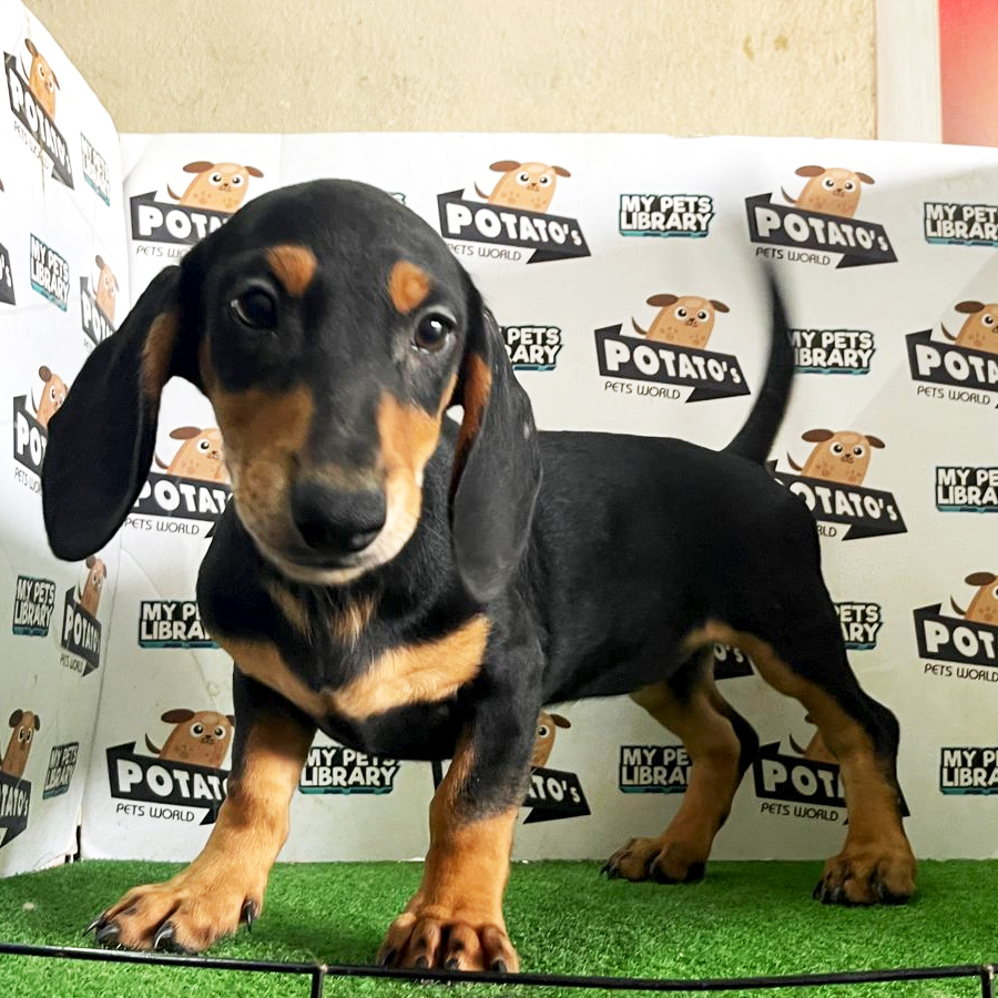 Miniature Dachshund Puppy (Female) For Sale