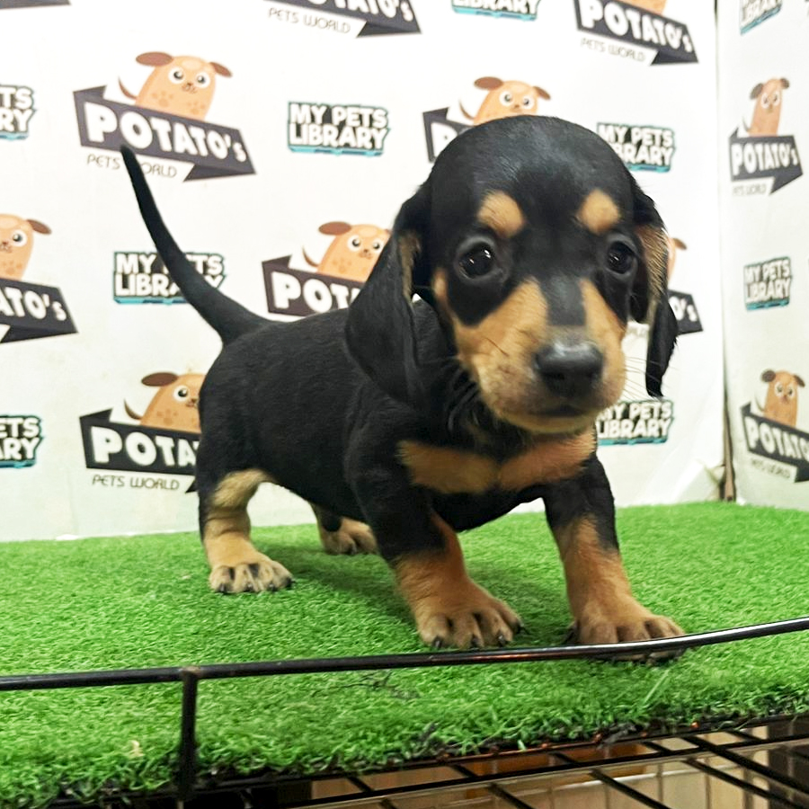 Miniature Dachshund Puppy (Male) For Sale