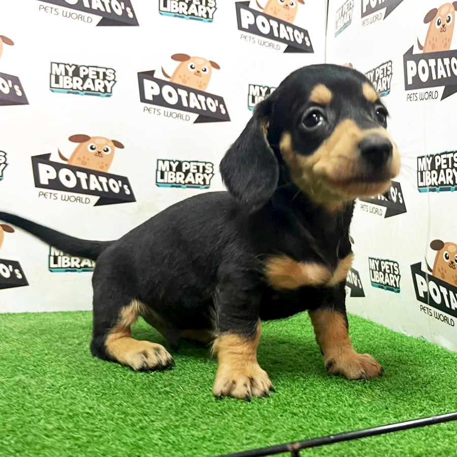Miniature Dachshund Puppy (Male) For Sale