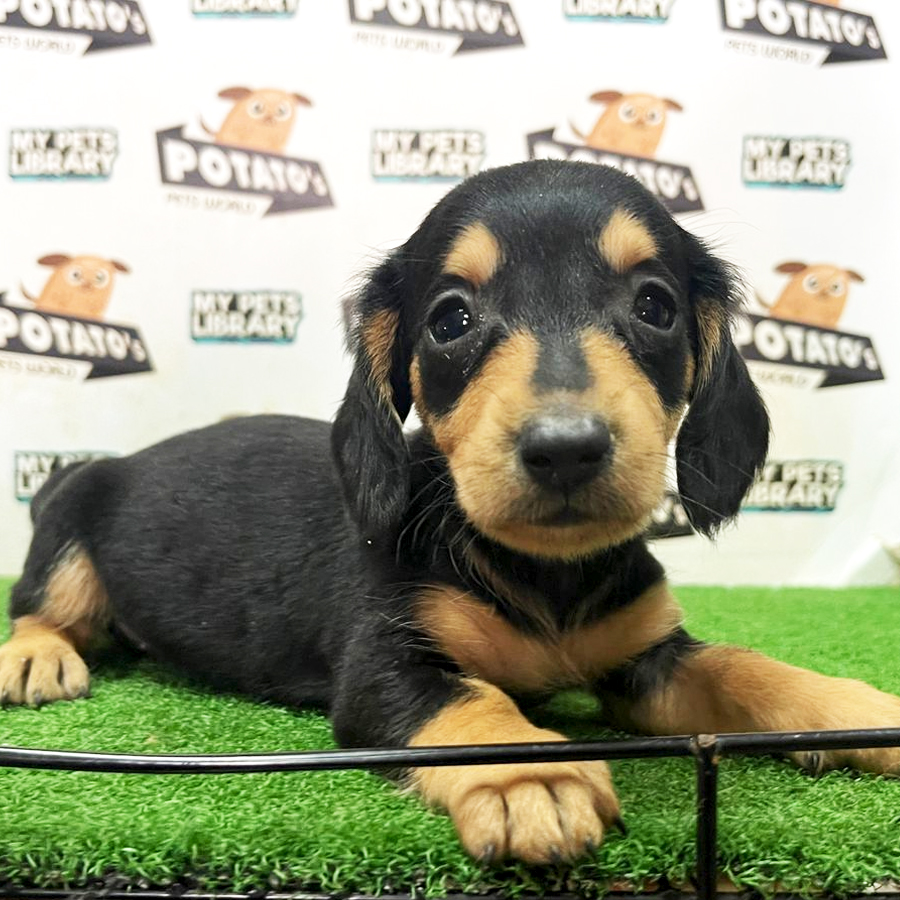 Miniature Dachshund Puppy (Female) For Sale