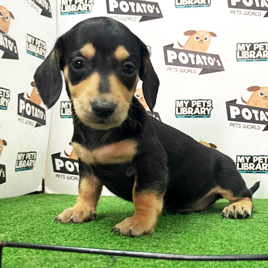Miniature Dachshund Puppy (Female) For Sale
