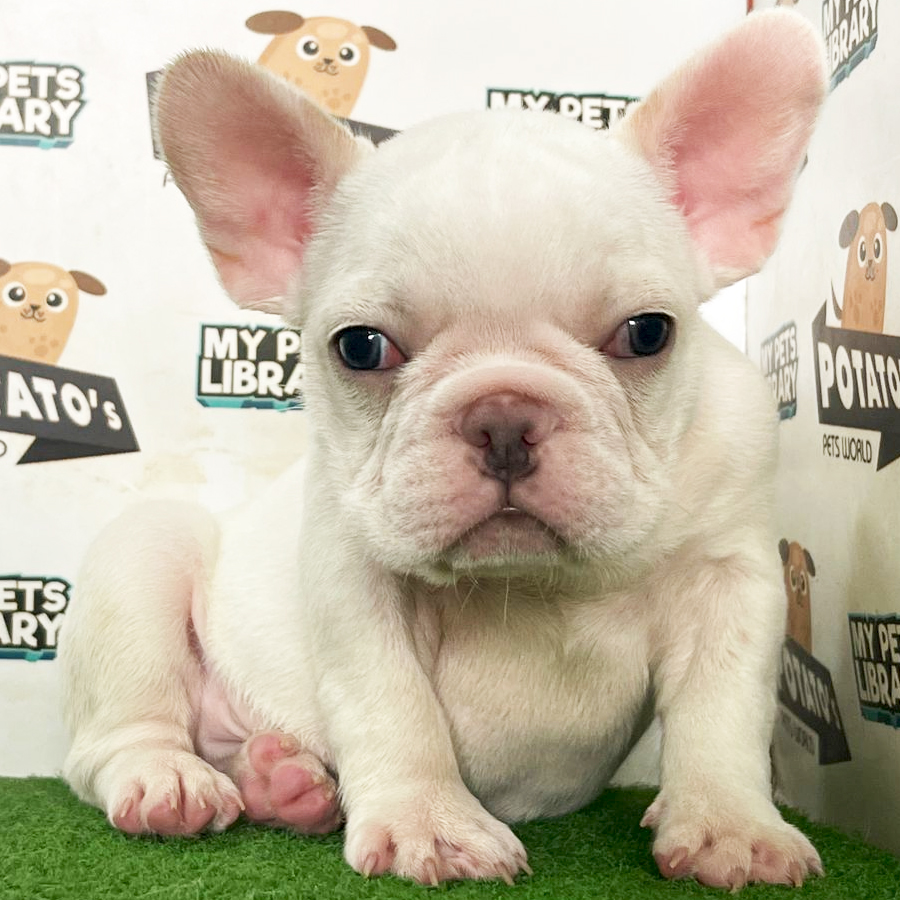 French Bulldog Puppy (Male) For Sale