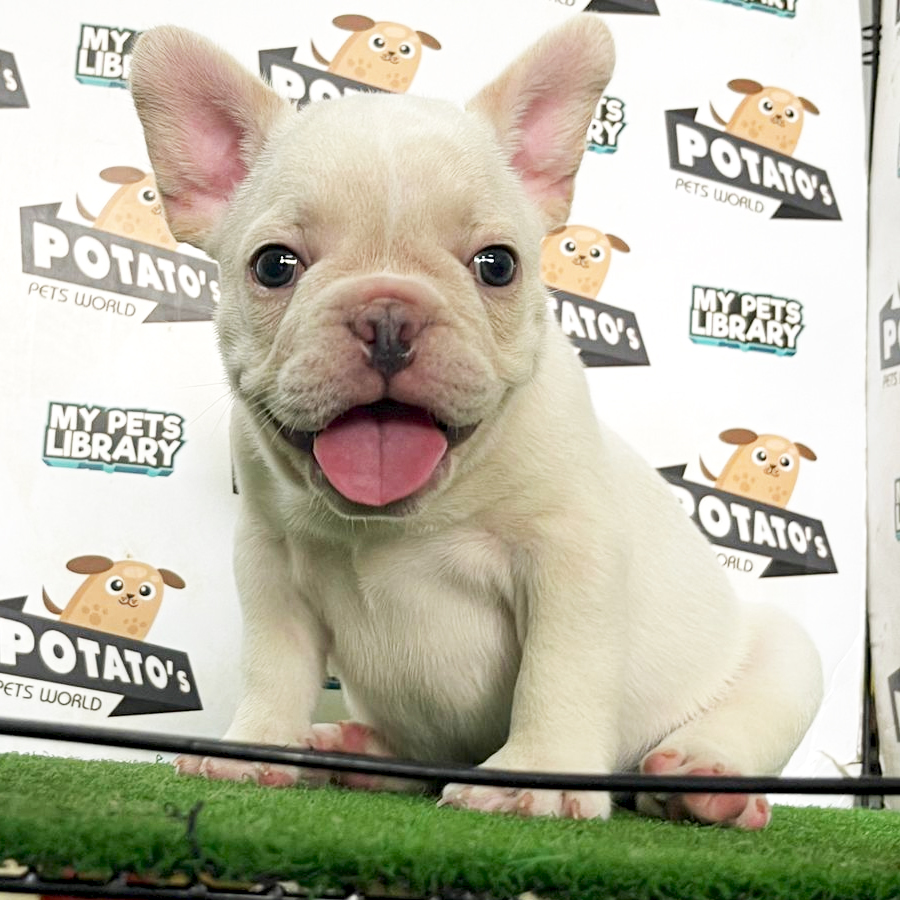French Bulldog Puppy (Male) For Sale