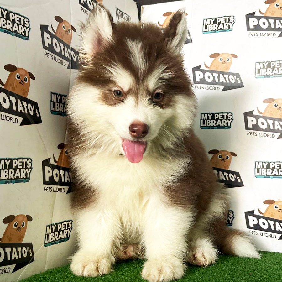 Wooly Husky Puppy (Male) For Sale