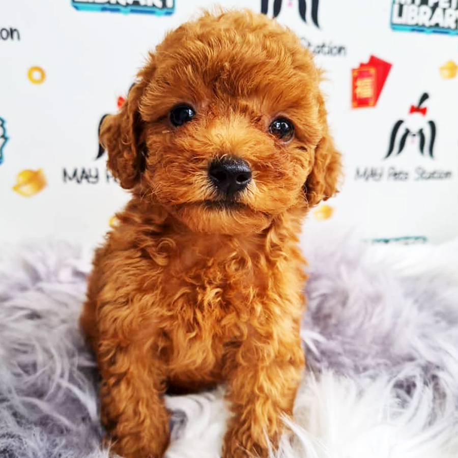 Toy Poodle Puppy (Male) For Sale