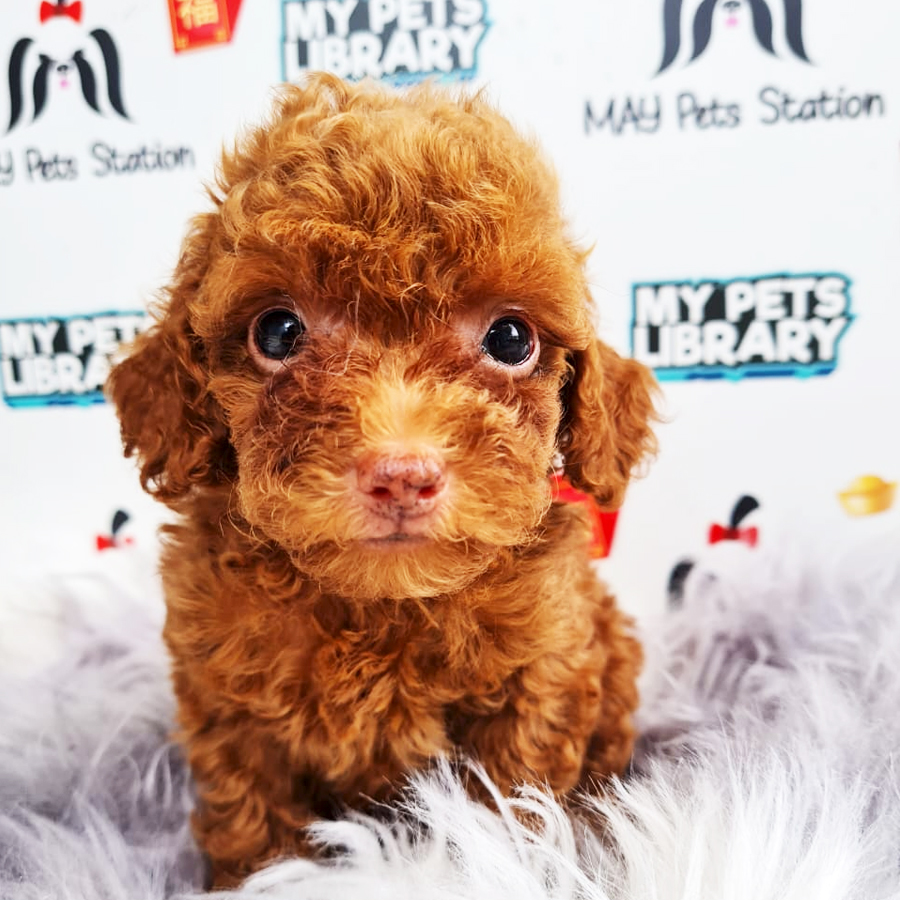 Toy Poodle Puppy (Male) For Sale