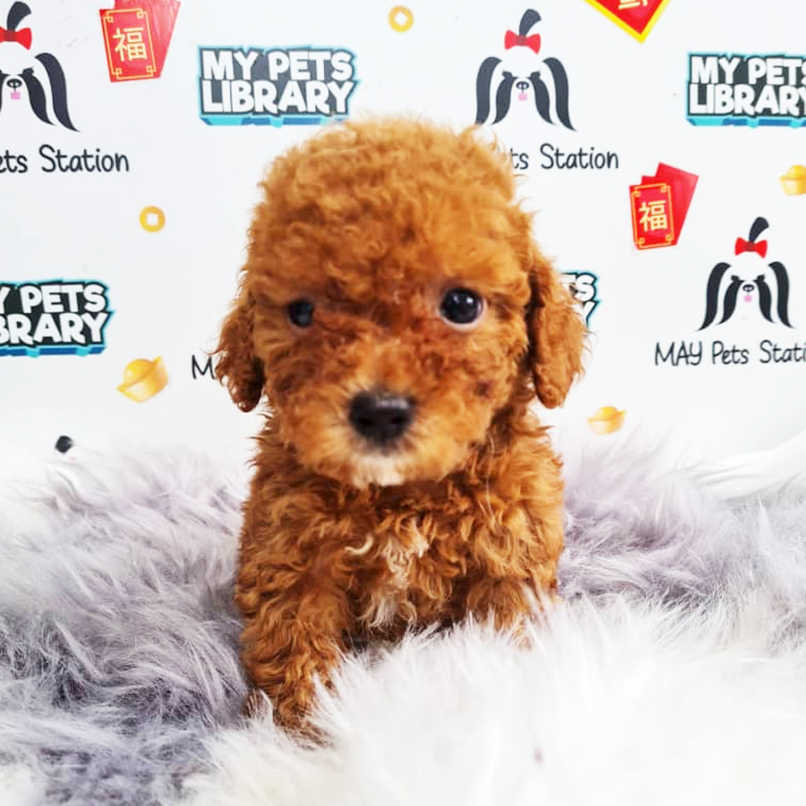 Toy Poodle Puppy (Male) For Sale