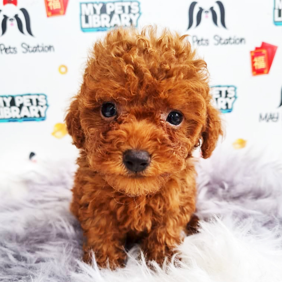 Toy Poodle Puppy (Male) For Sale