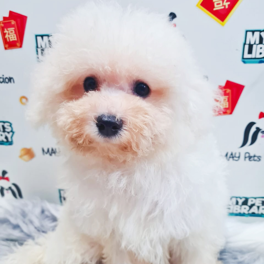 Bichon Frise Puppy (Male) For Sale