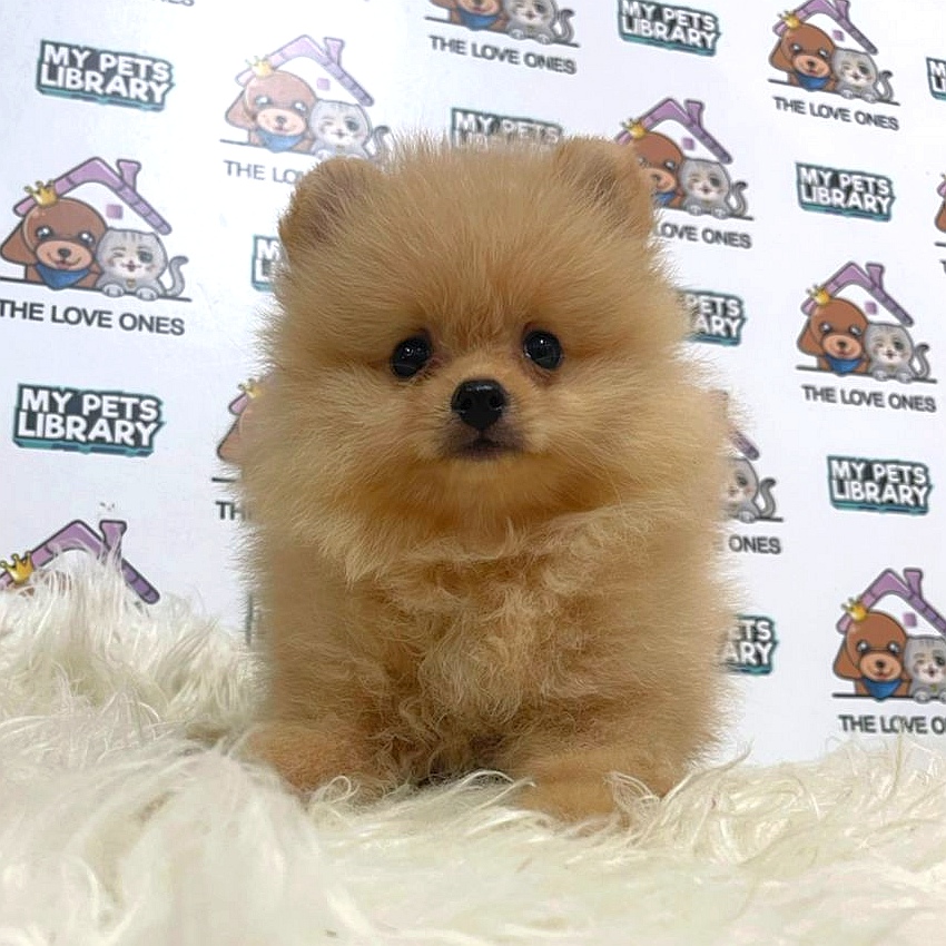 Pomeranian Puppy (Female) For Sale