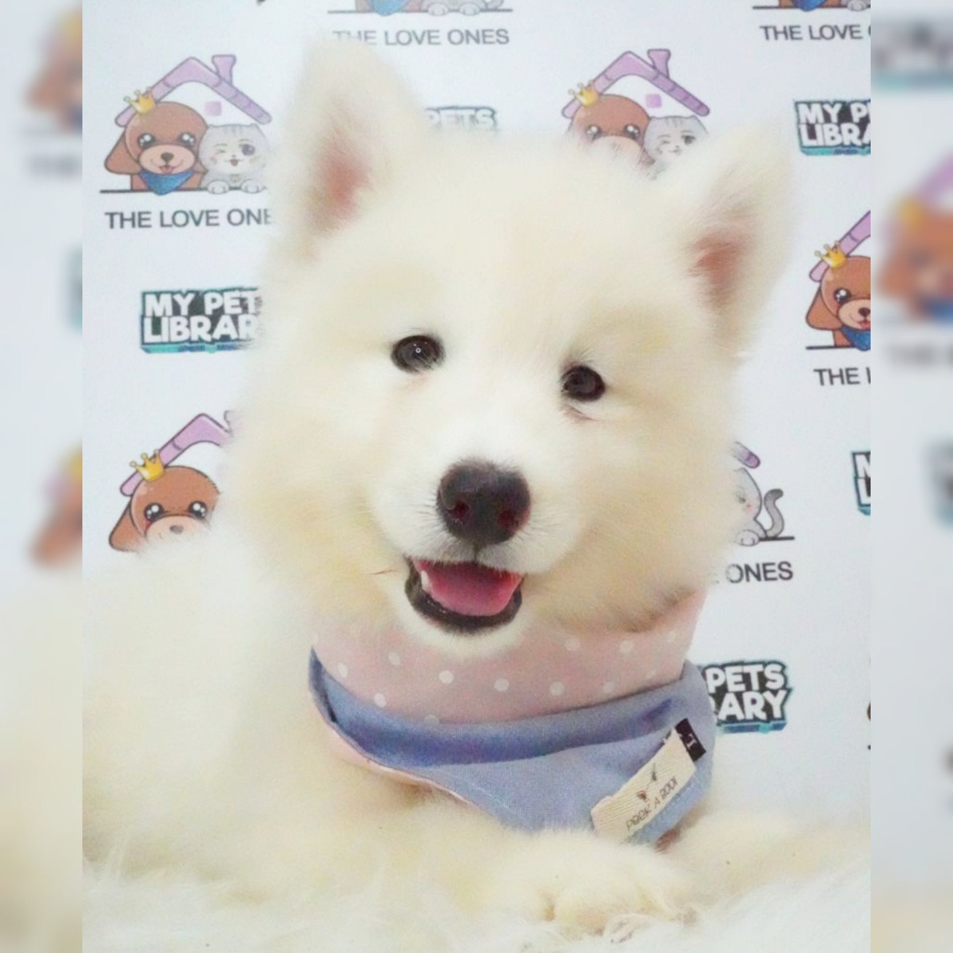 Wooly Husky Puppy (Male) For Sale