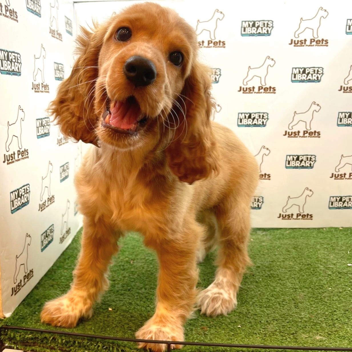 English Cocker Spaniel Puppy (Female) For Sale