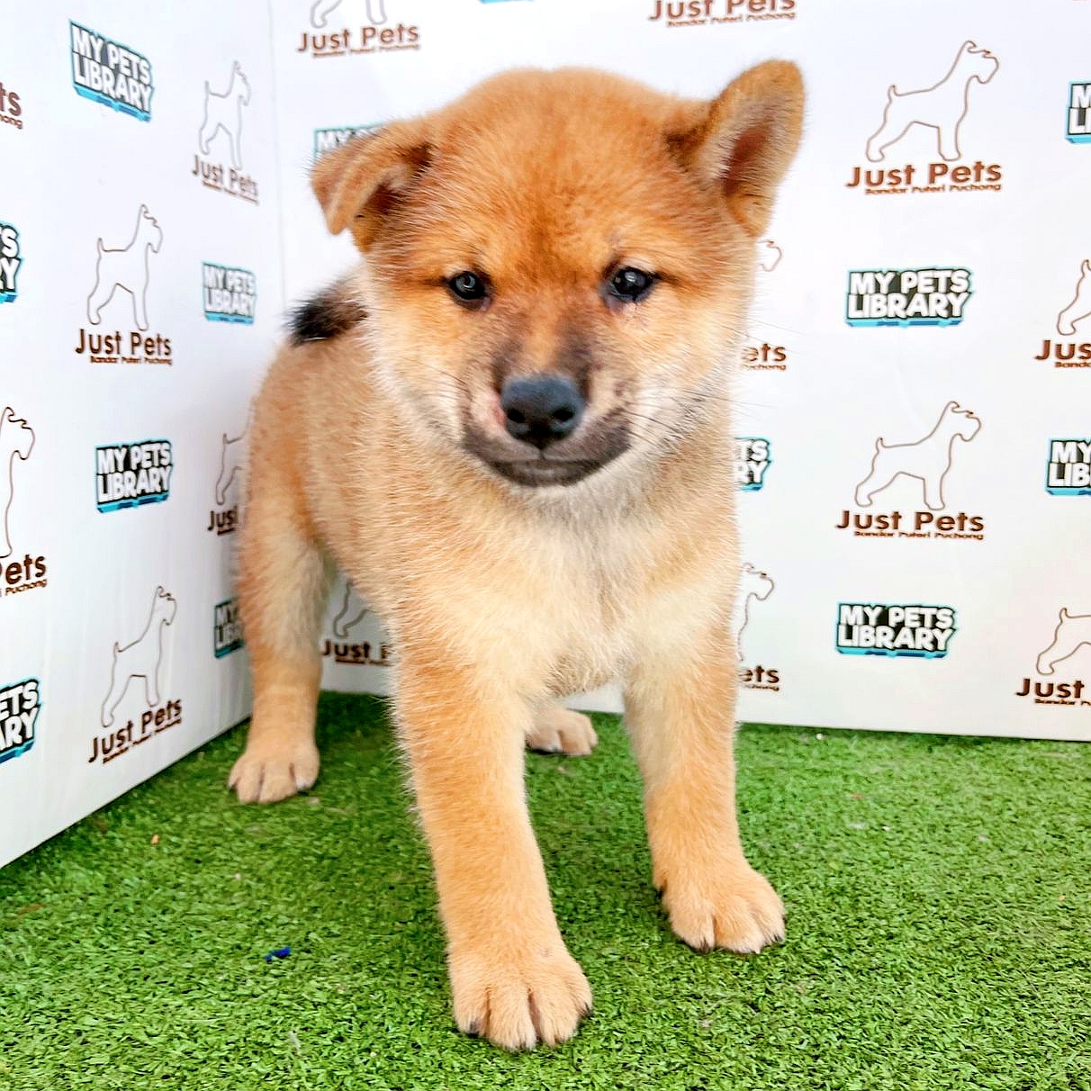 MKA Shiba Inu Puppy (Male) For Sale