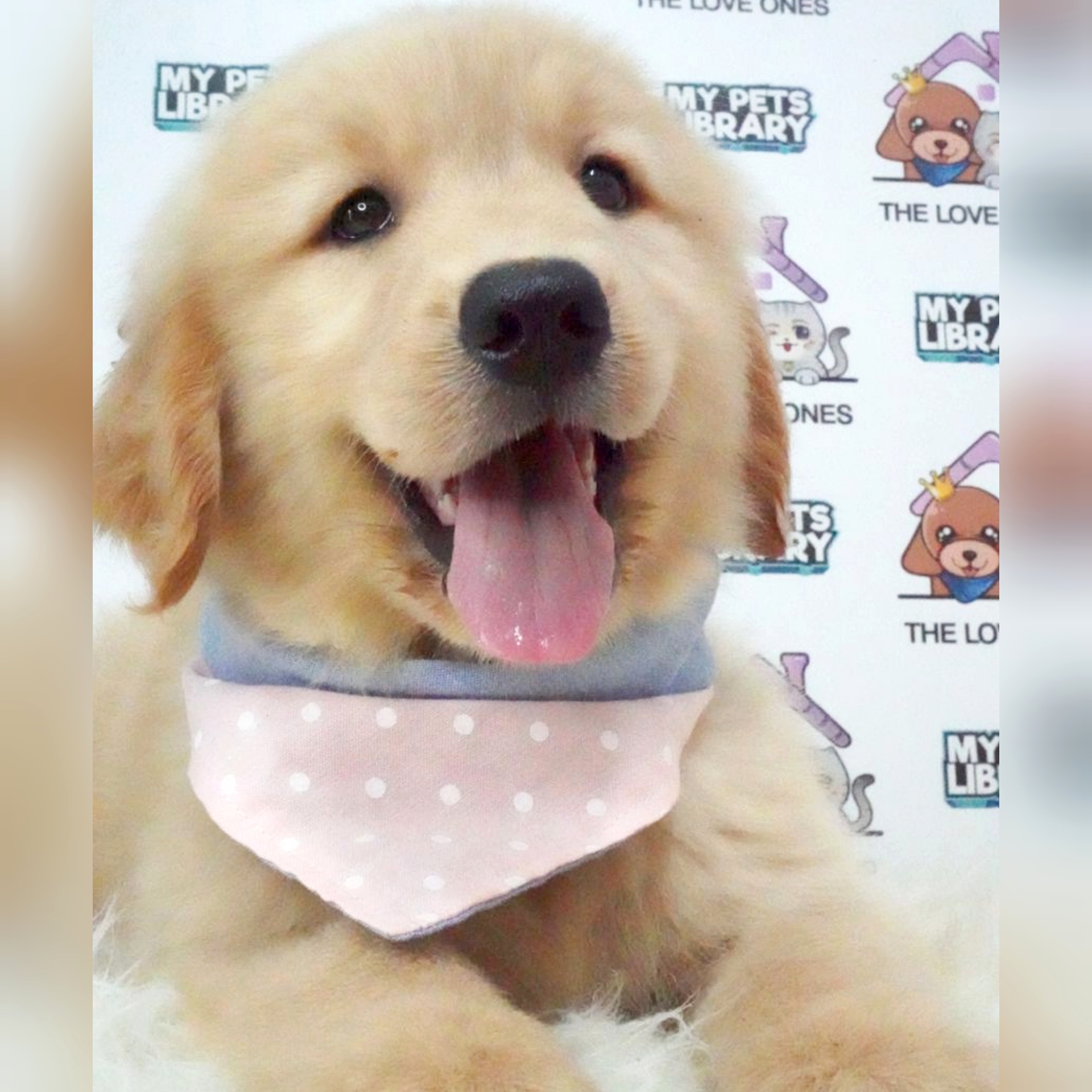 Golden Retriever Puppy (Female) For Sale