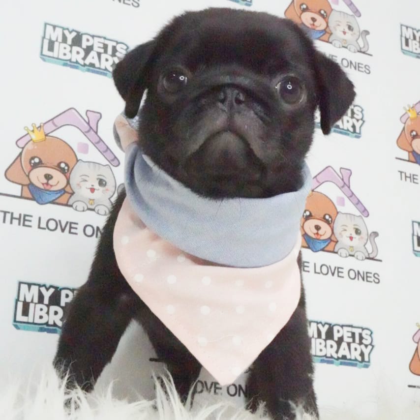 Pug Puppy (Male) For Sale