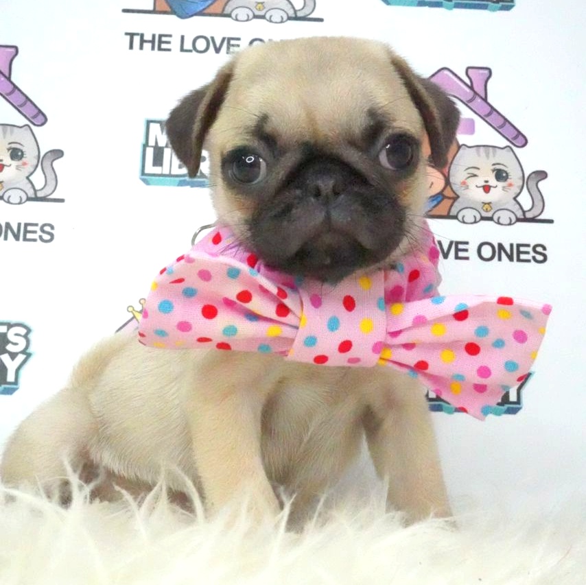 Pug Puppy (Female) For Sale